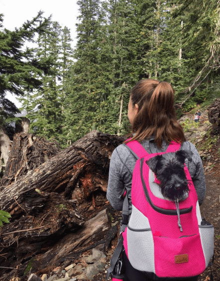 Transport-Rucksack für Tiere — Komfort und Sicherheit unterwegs 
