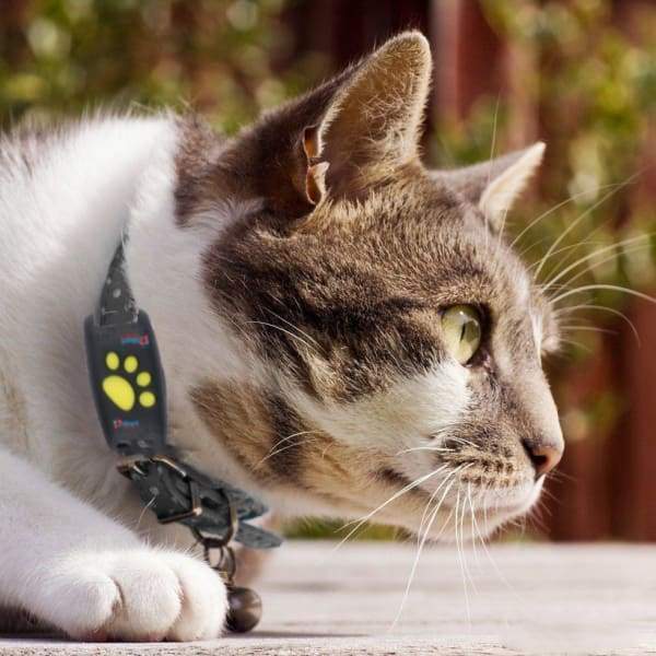 リアルタイム追跡用GPS猫首輪 - 安全と安心 